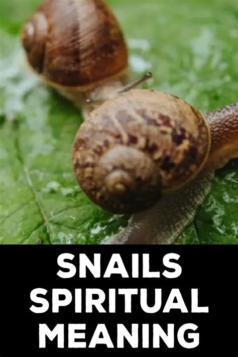 snail meaning spiritual|Snail Symbolism and Meaning (Totem, Spirit and Omens).